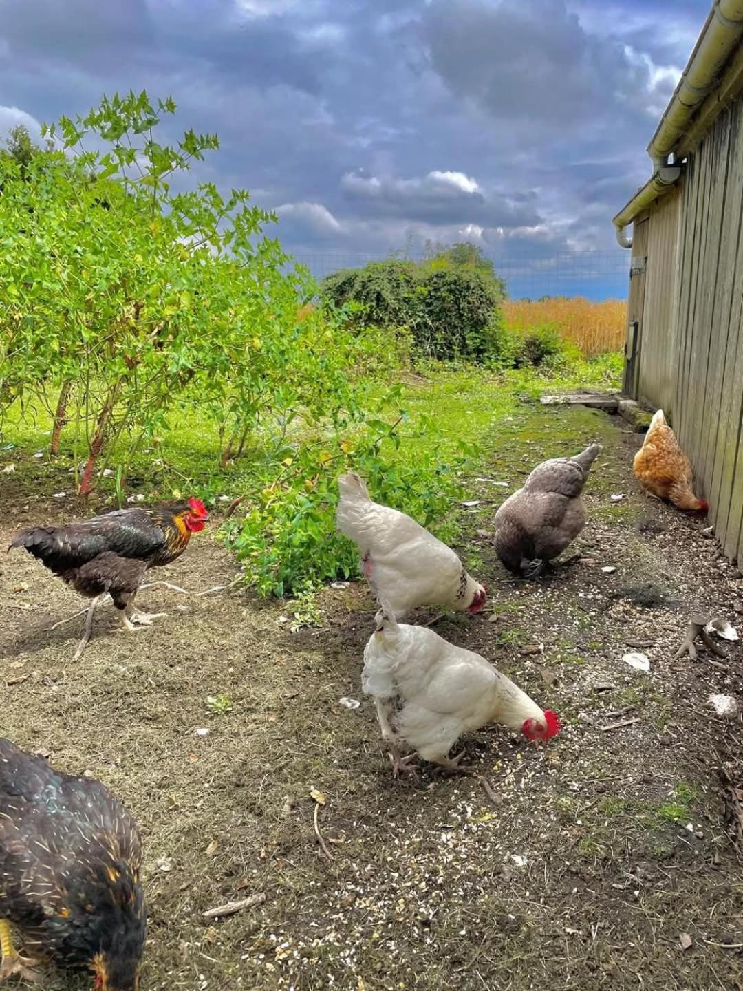 Gite Des Etourniaux La Poterie-Mathieu Bagian luar foto
